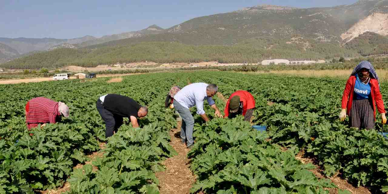4 ay hasadi yapiliyor yurt disindan talep yagiyor kilosu tarlada 25 lira bBtJkyBg