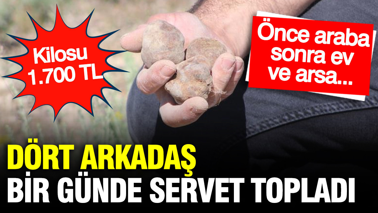 Dört Arkadaş Bir Günde Servet Kazandı: Kilosu 1.700 TL Olan Dolaman Mantarı