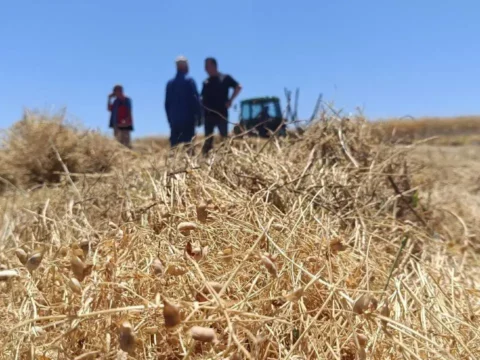 Yozgatta 225 bin dekarlik dev hasat basladi rekor rekolte VgGMNAP7